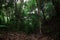 Tropical forest trees in rainy seasons