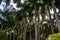 Tropical forests