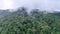 Tropical forests can absorb large amounts of carbon dioxide from the atmosphere