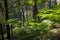 Tropical forests of Madeira island