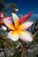 Tropical frangipani flower