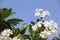 Tropical frangipani flowers blue sky