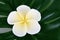 tropical Frangipani Jepun flower background