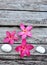 Tropical frangipani on weathered wood