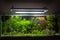 Tropical freshwater aquarium