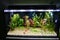 Tropical freshwater planted  aquarium