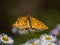 Tropical fritillary butterfly on white daisies 3