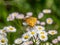 Tropical fritillary butterfly on white daisies 4