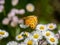 Tropical fritillary butterfly on white daisies 5