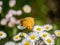 Tropical fritillary butterfly on white daisies 6