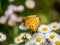 Tropical fritillary butterfly on white daisies 7