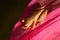 Tropical frog Stauffers Treefrog, Scinax staufferi, sitting on the pink leaves in the nature forest habitat, Costa Rica. Rare