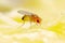 Tropical Fruit Fly Drosophila Diptera Parasite Insect Pest on Ripe Fruit Vegetable