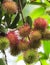 Tropical fruit, Rambutan fruits