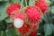 Tropical fruit, Rambutan on tree