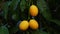 Tropical fruit, ripe Marian plum hanging on a tree