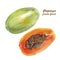 Tropical fruit, ripe papaya. Whole and half. Watercolour elements for your design