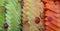 Tropical fruit slices background. Melon, papaya and grape ready to eat