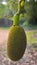 Tropical fruit, Young jackfruit on tree