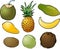 Tropical fruits illustration