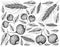Tropical Fruits, Illustration Wallpaper of Hand Drawn Sketch Fresh Sweet Himalayan Mulberries or Morus Macroura and Guabiju or