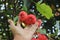 Tropical fruits: Red rose apples (Syzygium aqueum) in the garden