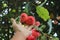 Tropical fruits: Red rose apples (Syzygium aqueum) in the garden