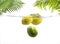 Tropical fruits submerged in water on a white background