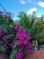 Tropical garden in the carribean. Palm of the hotel.