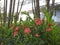Tropical garden with close-up of red Ixora coccinea flowers, palm trees and unfocused background of colonial white house