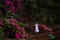 Tropical garden with flowers and peacock.