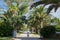 Tropical garden with giant palms