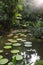 Tropical garden with giant waterlily