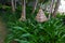 Tropical garden with palm tree and green bushes by the sea. Detail exterior