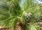 Tropical garden. Palm tree with round leaves