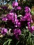 Tropical garden, with purple-pink phalenopsis orchids in bloom