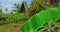 Tropical garden with temple tree plumeria white flowers in Bali Island with balinese traditional village wooden houses