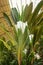 Tropical garden with traveller`s palm inside old Atocha railway station, Madrid, Spain.