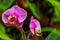 Tropical garden view with phalaenopsis blume orchids