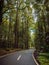 Tropical garden with wild bali forest and road in Bali, Indonesia