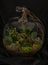 Tropical gardens created in terrarium glass containers