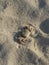 Tropical ghost crab on the beach