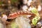 Tropical ghost goby guarding eggs