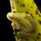 Tropical glass frog from the Amazon rain forest