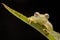 Tropical glass frog from the Amazon rain forest