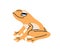 Tropical golden poison frog. Exotic toxic froggy, reptile. Froglet, small amphibian species. Flat vector illustration