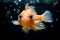 Tropical goldfish betta swimming in deep ocean