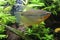 Tropical Gourami