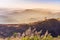 Tropical grass flowers in movement in the wind on top of tropical rainforest mountain on sunset time