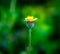 Tropical grass flowers, Tridax procumbens or Mexican Daisy growing up on the roadside in countryside look beautiful.